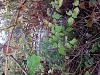 found this-20151027_102822.jpg