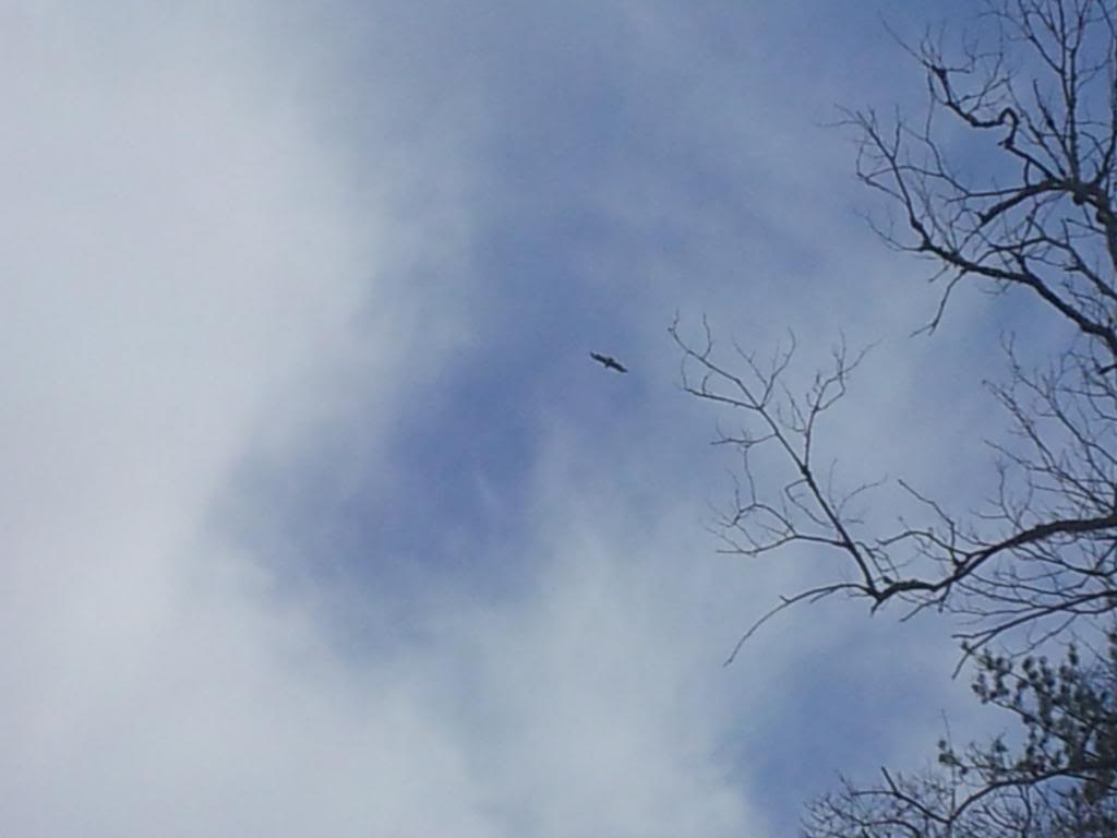 Name: eagle2_zps12d5a510.jpg
Views: 37
Size: 42.0 KB
