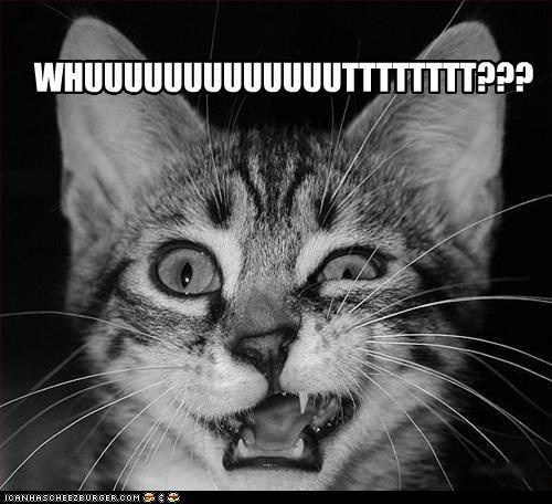 Name: funny-cat-pictures-whuuuuuuuuuuuuutttttttt.jpg
Views: 93
Size: 58.5 KB