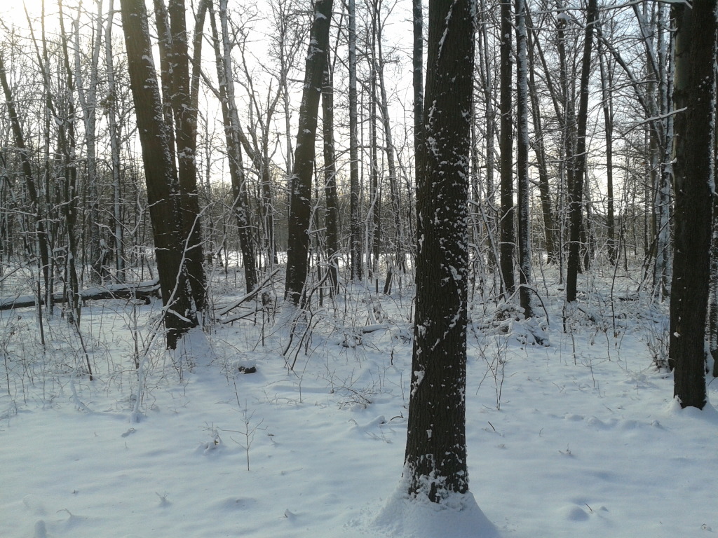 Name:  2012-12-28133603.jpg
Views: 58
Size:  360.0 KB