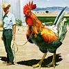 JCWhitney carpet...-rooster.jpg