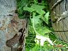 how much would you pay?-dsc00027.jpg