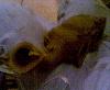 What are these black spots on the exhaust gasket.-picture-004.jpg