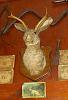 Deer Problems-jackalope.jpg