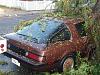 Best 1st Gen Colour-tree-5.jpg