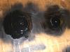Aftermarket motor mounts who sells them-cimg0110.jpg