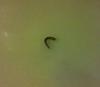 Non-hardening sealant for hatch seal?-2010-05-25-01.17.19.jpg