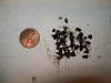 I found something in my transmission!!-172.jpg