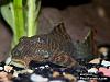 probably a repost BUT OH GOD NO!-hairy-plecostomus.jpg