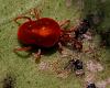 WTH tiny red bugs-red_spider_mite.jpg