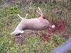 I Really HATE Deer-11.20.2009-030.jpg
