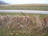 I Really HATE Deer-11.20.2009-035.jpg