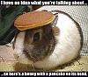 Picture needed-pancake-bunny.jpg