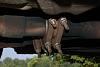 catback: borla or racing beat?-dsc_0523.jpg