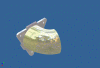 Seriously trying to make an FC3S Specific CAI There's Pictures TOO!-cai-v1-angle-3.gif