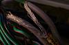 Whats up with this wiring???-100_0030.jpg