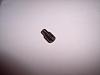 found this in my oil pan...?-little-screw.jpg