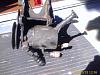Greddy V-spec installation without power steering elimination-image_00037.jpg