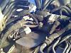 Buying JDM Engine-080517_175524.jpg