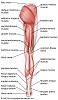 Tips for driving FC with my prosthetic leg?-leg-muscles.jpg