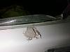 shaved hatch pics-pic-0080.jpg