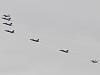 Installed a new starter, and now won't start!-4_formation_flypast_1.jpg
