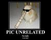 im building a touge style rex...-2587-animals-cat-paper_tube-pic-unrelated-sunglasses.jpg