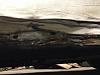 Salvageable or not?-image-2511503692.jpg