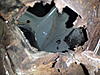 Rear-subframe mount - hidden Rust area that's not readily Visible-img_20170216_182626.jpg