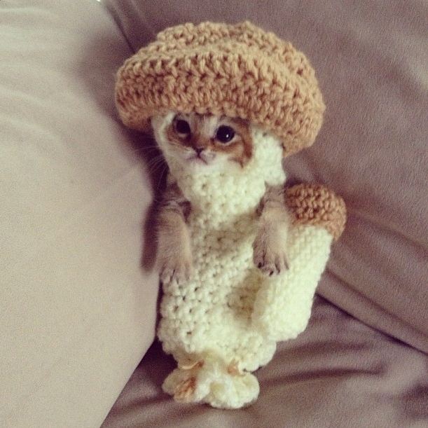 Name: kitten.jpg
Views: 150
Size: 65.6 KB