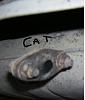 holy crap.  no exhaust back pressure tube-ummm.jpg