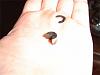 Corner Seal sitting in my turbo???-pineapple-motor-turbo-corner-seal-007-resized-.jpg