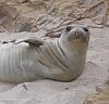 Seals...?-seal.jpg
