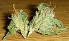 A sexy pic i had to post-homegrown-8.jpg