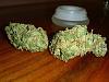 A sexy pic i had to post-homegrown-7.jpg