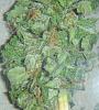 A sexy pic i had to post-herb4.jpg