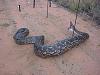 It looks like someone is targeting my FD!-snake_nyngan_frmwest1%2520compressed.jpg