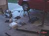 Driveshaft pic needed-mvc-004s.jpg