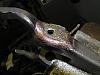 Updated clutch fork Info- HELP-pa202570.jpg