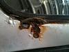 Body Work: Rust in Bad Places Advice-passenger-rust-1.jpg