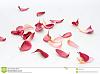Nothing left to do but brakes.-scattered-flower-petals-isolated-white-15844766.jpg