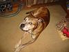 You won't believe what my dog did.....-picture1.jpg