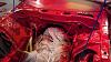 REDBULLSTX life, death, and rebirth....-imag3111.jpg