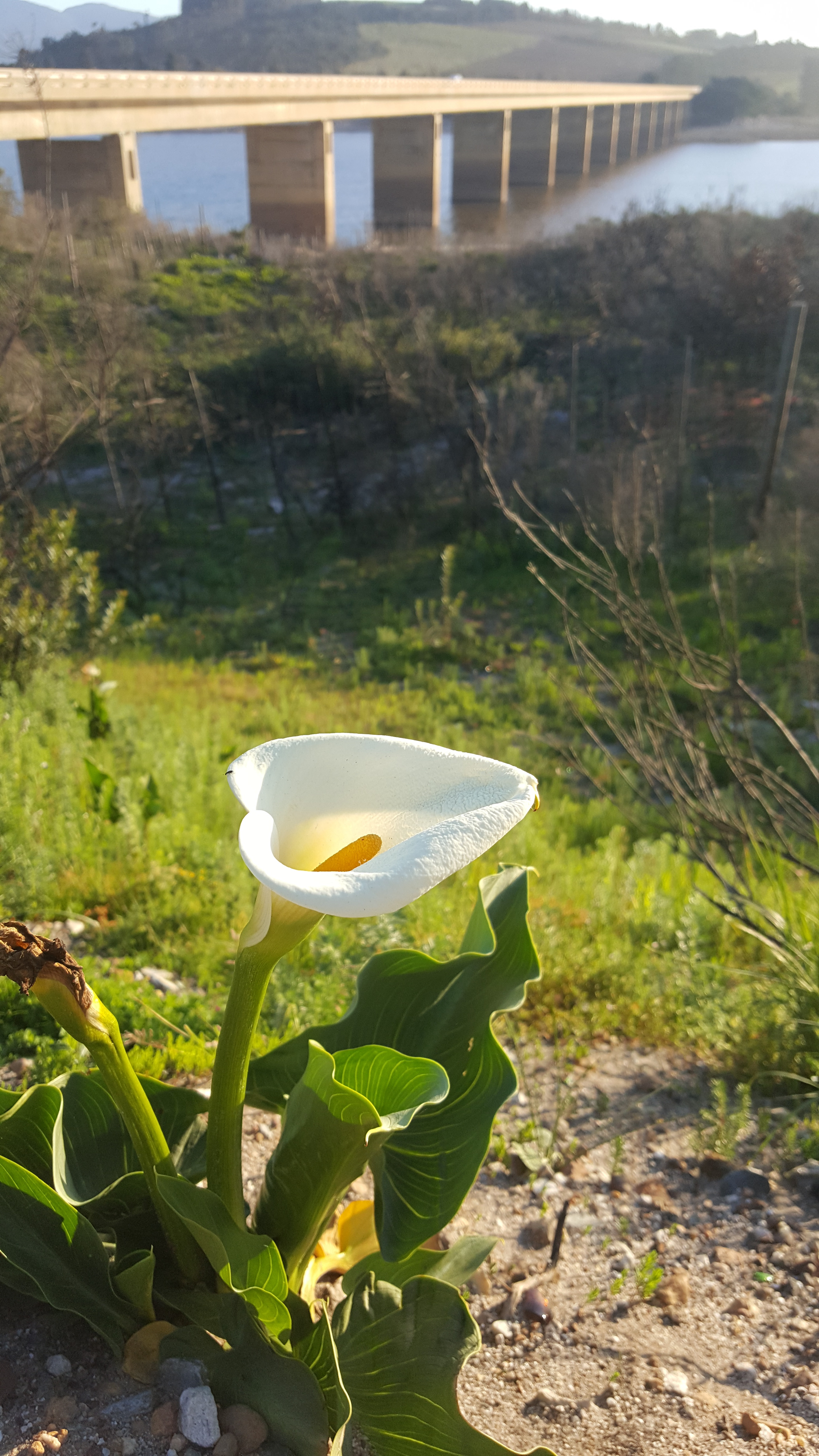 Name:  20160914_174600_zpsavwkyl2h.jpg
Views: 246
Size:  3.29 MB