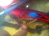 1979 rx-7 sa22c putting gsl parts in it...-forumrunner_20150320_204320.jpg