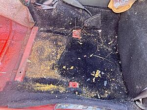 FrankenRex Will Rise: stuffing a GSL-SE into a'79 SA-cxhywp7l.jpg