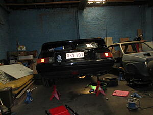 Damic's Annabelle (SA)-z8l8psv.jpg