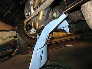 Damic's Annabelle (SA)-crkycco.jpg