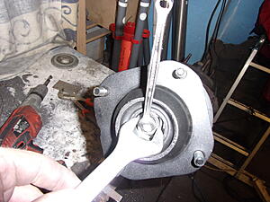 Damic's Annabelle (SA)-ax8wluk.jpg