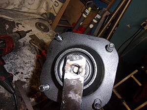 Damic's Annabelle (SA)-jfumtuw.jpg